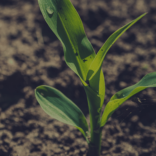 Corn and soil