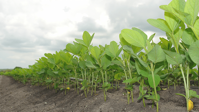 Blog_CardImg_soybeans-1