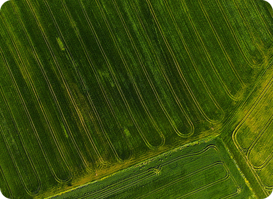 Field
